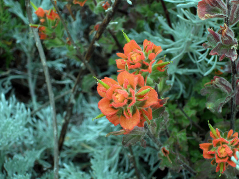 DSCF0976.jpg