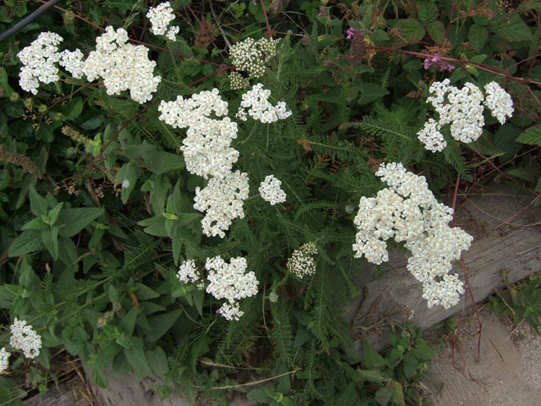 DSCF0977.jpg