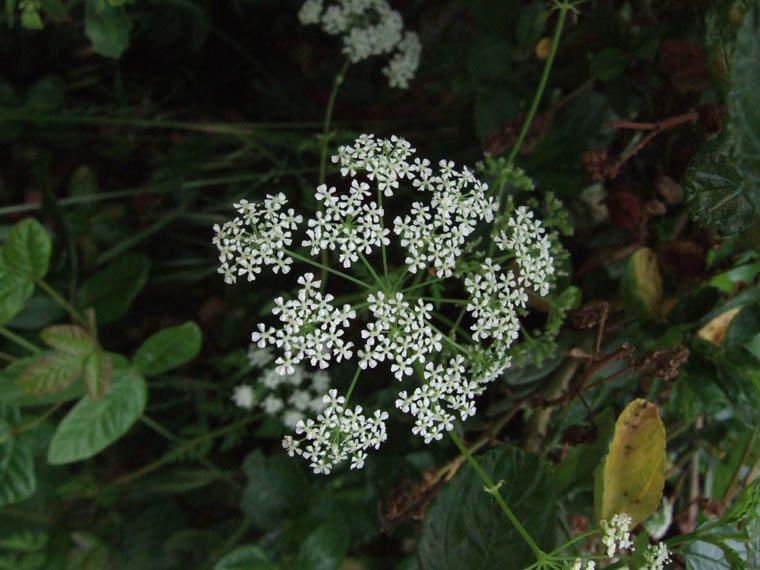 DSCF0981.jpg