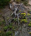 _MG_0367