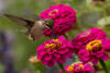 _A000669cr.jpg