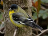 _A004473croofm.jpg