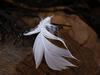  A  3796-97croofm