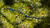  4270779-82cr