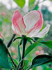 647Gord-R1-068-32Aii