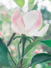647Gord-R1-068-32Ao