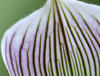 Orchid-stackcombined8-14_FP.jpg