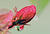 647Gord-R1-046-21Aii