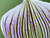 Orchid-stackcombined8-14_FP.jpg
